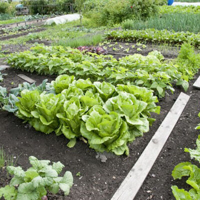 Garden planting