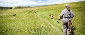 dogwalkers-69-850x350
